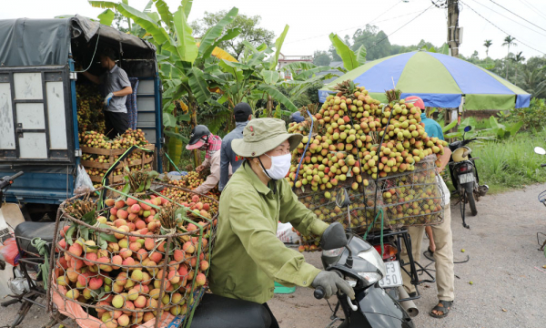 Tạo điều kiện cho thương nhân Trung Quốc thu mua vải Bắc Giang