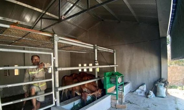 'Biệt thự' cho bò giá 236 triệu đồng ở Nghệ An có gì?