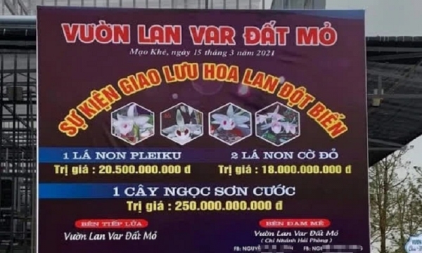 Diễn biến vụ mua bán lan đột biến gần 300 tỷ đồng ở Quảng Ninh
