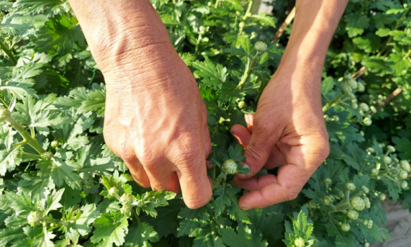 ‘Ngắt hoa, bẻ nụ’, người dân kiếm bộn tiền dịp sắp Tết