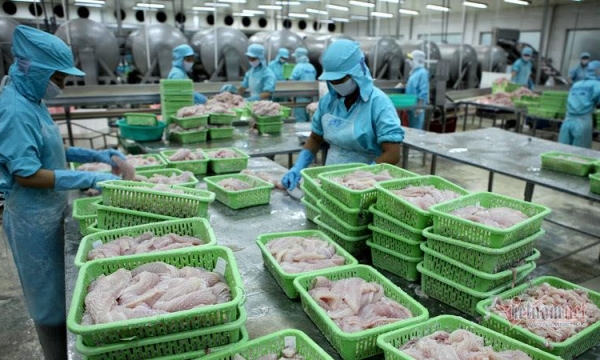 Loài cá của Việt Nam bán sang Châu Phi đắt gấp 2 lần xuất Mỹ, 3 lần đi Trung Quốc