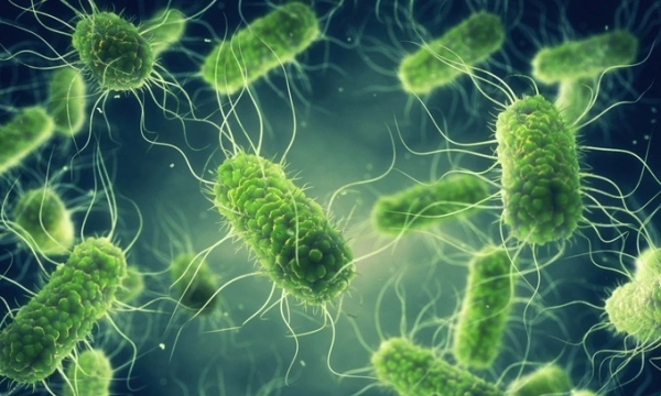 Chuyên gia khuyến cáo những biện pháp cần thực hiện để phòng ngừa nhiễm vi khuẩn Salmonella