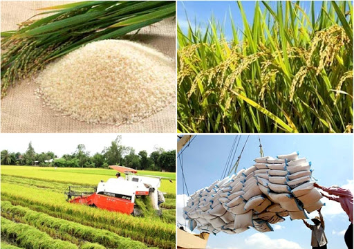 Giá gạo hôm nay 6/6: Giá gạo tăng, lên đỉnh 2 năm