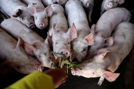 Giá lợn hơi hôm nay 27/12: Giá heo hơi biến động 1.000 - 4.000 đồng/kg, số hộ nuôi heo giảm xuống 1 nửa