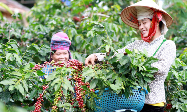 Giá nông sản hôm nay 7/7: Giá tiêu đi ngang, cà phê giảm mạnh
