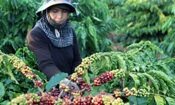 Giá cả nông sản hôm nay 10/8: Đầu tuần cà phê, giá tiêu tăng