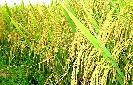 Giá lúa gạo hôm nay 3/10: Giá lúa bật tăng trở lại