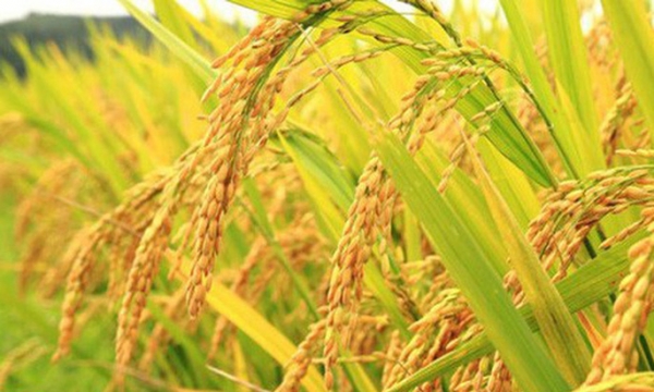 Giá lúa gạo hôm nay 4/10: Giá lúa ổn định, gạo tăng nhẹ