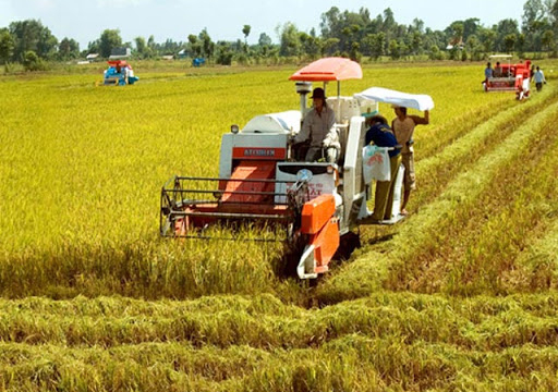 Giá lúa gạo hôm nay 5/10: Đầu tuần giá gạo tăng, giá lúa đi ngang