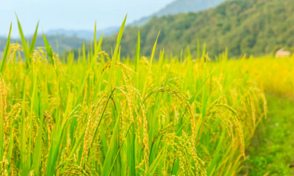 Giá lúa gạo hôm nay ngày 6/10: Dịch Covid-19 các nước tích trữ lương thực, giá gạo dự báo tăng