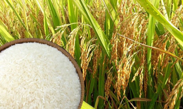 Giá gạo xuất khẩu Việt Nam tăng mạnh, cao hơn gạo Thái Lan