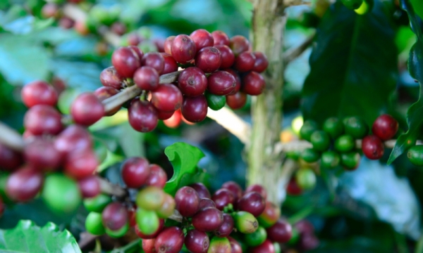 Thị trường giá nông sản ngày 17/11: Giá tiêu tăng, giá cà phê tăng sốc