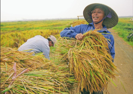 Giá lúa gạo hôm nay 1/12: Đầu tháng giá lúa gạo tăng mạnh