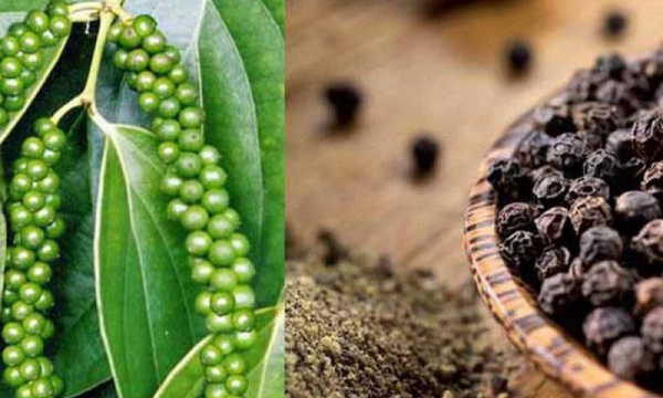 Giá tiêu hôm nay 11/12: Tăng mạnh ở Gia Lai