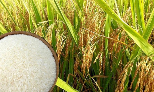 Giá lúa gạo hôm nay 22/12: Giá lúa tăng mạnh