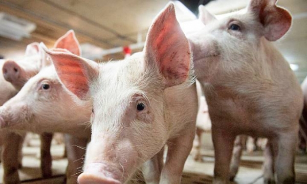 Bảng giá lợn hơi hôm nay 8/1/2022: Biến động tăng thêm 2.000 đồng/kg