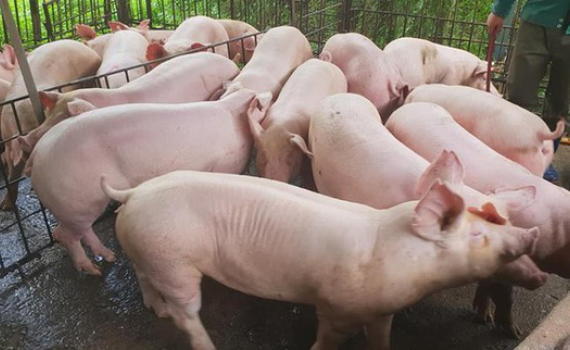 Bảng giá lợn hơi hôm nay 10/1/2022: Đầu tuần đi lên mạnh mẽ, tăng cao nhất 5.000 đồng/kg