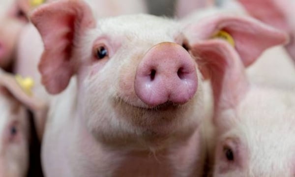Bảng giá heo hơi hôm nay 31/1/2022: Một tuần lên cao, giá lợn tăng 1.000 - 4.000 đồng/kg
