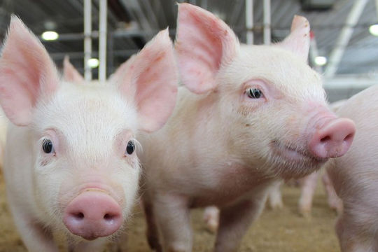 Giá heo hơi hôm nay 17/2/2022: Giá lợn hơi giảm 1.000 - 2.000 đồng/kg