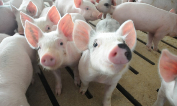 Giá heo hơi hôm nay 20/2/2022: Chốt tuần giá lợn hơi cao nhất ở mức 57.000 đồng/kg