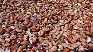 Hạt điều Việt Nam giữ vững vị thế số 1 tại Hà Lan