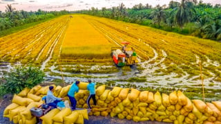 Dòng chảy tín dụng – Bệ phóng nâng tầm kinh tế “vựa lúa” An Giang