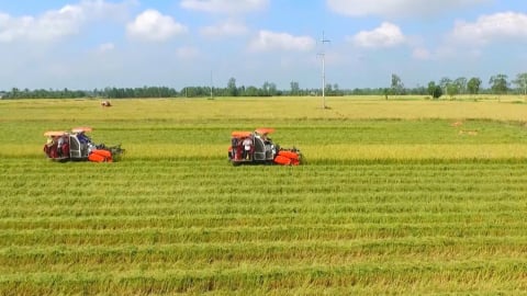 Khẳng định vị thế hạt gạo Việt Nam trong kỷ nguyên vươn mình