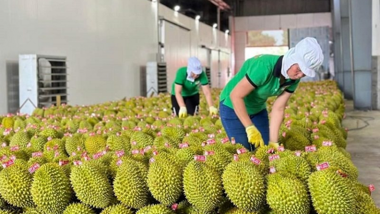 Xuất khẩu rau quả tăng hơn 29%, hướng tới mốc 10 tỷ USD
