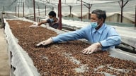 Cổ phiếu cà phê: Vị đắng trên sàn chứng khoán
