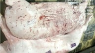 Danh tính cán bộ đóng dấu kiểm dịch sai lên thịt heo bệnh của Công ty C.P.