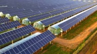 Trồng cây và phát điện: Công thức '2 vụ mùa' trên 1 diện tích, cùng thời điểm