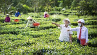 Vướng từ tiêu chuẩn đến thực thi: Dòng vốn xanh khó chảy vào nông nghiệp