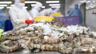 Minh Phú (MPC) lãi hơn 2 tỷ đồng/ngày sau thuế, cao hơn 19% cùng kỳ