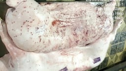 C.P. Việt Nam xác nhận hình ảnh ‘heo có biểu hiện bất thường’ tại lò mổ
