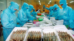 Tôm Việt sang Mỹ chịu thuế cao nhất 19 năm qua, lên tới hơn 35%