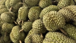 Sầu riêng Việt bị Trung Quốc trả về hàng loạt: Phải tự trách mình