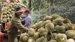 Thị trường Trung Quốc không còn dễ dãi: Sầu riêng trả giá vì 'cẩu thả'