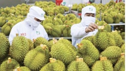 Không còn đường lùi: Sửa từ gốc, lấy lại niềm tin cho sầu riêng Việt
