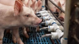 So găng doanh nghiệp nội và ngoại trong ngành chăn nuôi