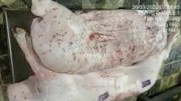 C.P. Việt Nam bị tố bán heo bệnh: Công an quyết định không khởi tố vụ án