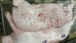 Vụ Công ty C.P. Việt Nam bị tố bán heo bệnh: Điều tra động cơ phát tán vụ việc