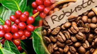 CỔ PHIẾU CÀ PHÊ: NHẠT VỊ TRÊN SÀN CHỨNG KHOÁN