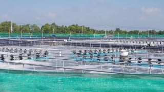 Bình Định: Gặp khó khăn, DN xin dừng dự án nuôi tôm 1.200 tỷ