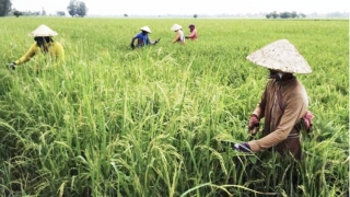 Nghịch lý vốn cho nông dân: Tiền không thiếu nhưng không dễ vay