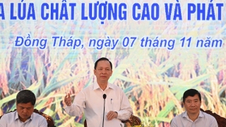 Trồng lúa phát thải thấp: Vay vốn lãi suất thấp, không cần tài sản đảm bảo