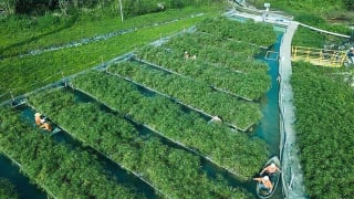 10 năm tiếp cận ngân hàng, DN vẫn không nhận được tín dụng xanh