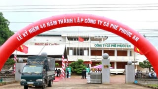 Thanh tra DN cà phê Phước An giữa loạt tranh chấp và thua lỗ
