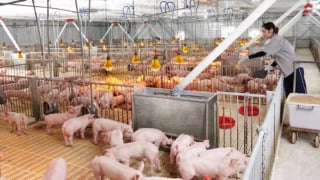 Chợ khan hàng lập tức DN tăng giá, ông chủ trại heo thu lãi đậm