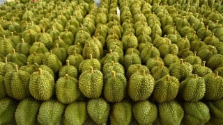 Cú trượt dài của sầu riêng: Chuyên nghiệp hóa để trụ lại lâu dài hoặc bị đào thải