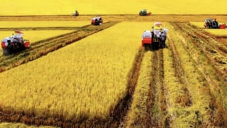 Lô gạo 'xanh' đầu tiên của Việt Nam xuất sang Nhật Bản